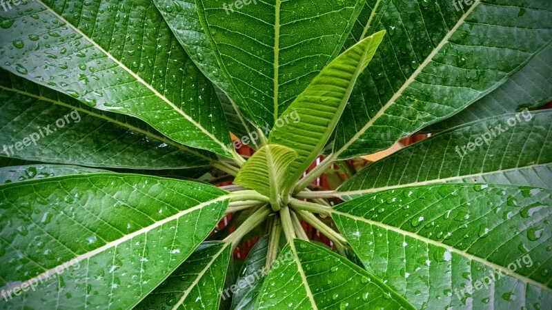 After Rain Leaf Rain Drop Water Nature