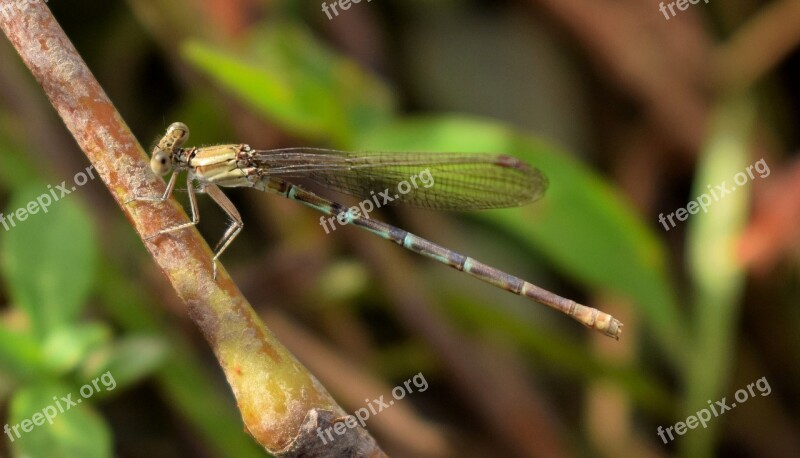 Damselfly Insect Insectoid Winged Bug