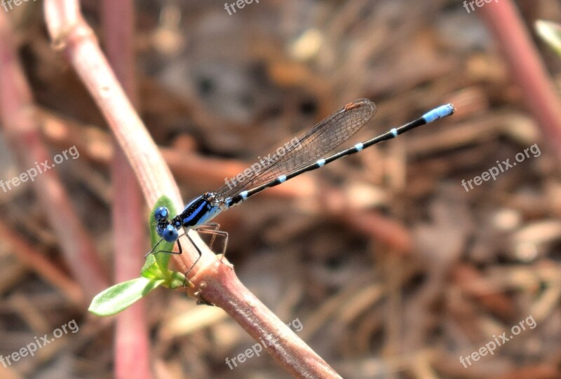 Damselfly Familiar Bluet Bluet Insect Insectoid