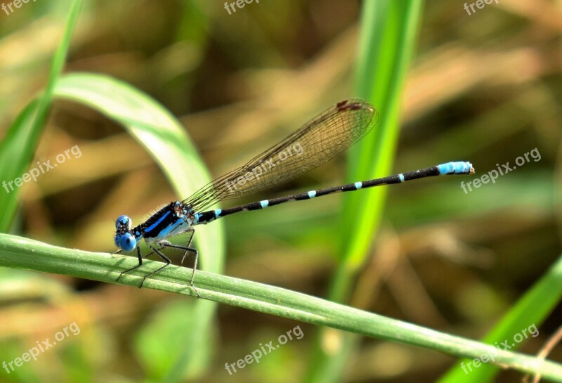 Damselfly Familiar Bluet Bluet Insect Insectoid