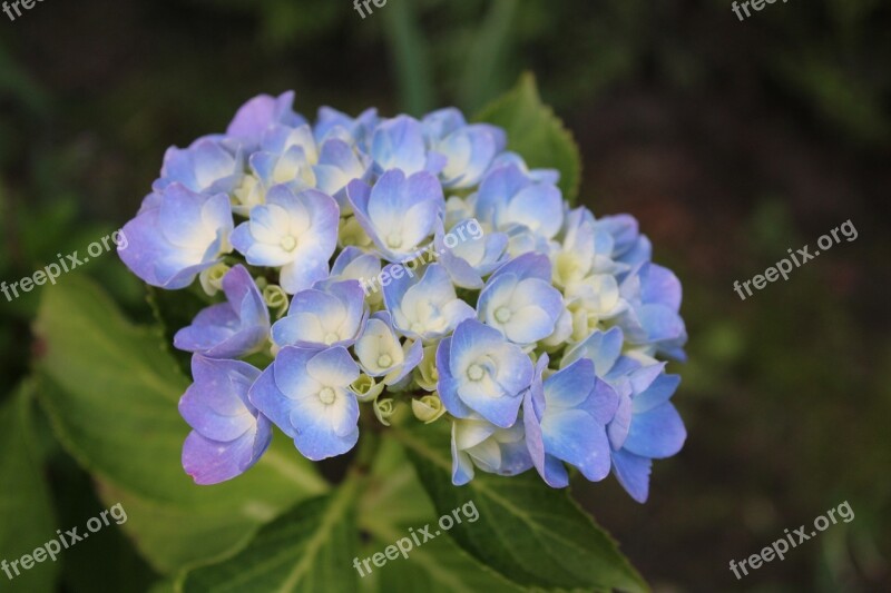 Hydrangea Blossom Bloom Blue Flower