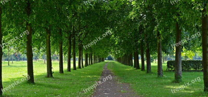 Park Avenue Walk Trees Tree Lined Avenue