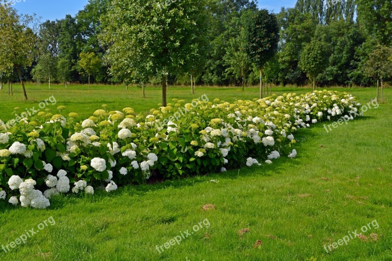 Park Trees Meadow Garden Landscape