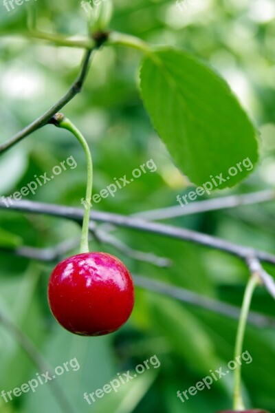 Cherries Cherry Fruit Health Nature