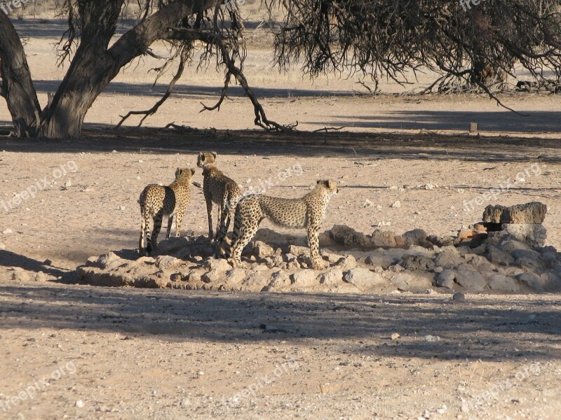 Cheetahs Kalahari Wildlife Savannah Wild Cats