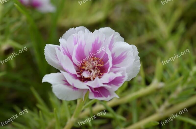 Flowers Beautiful Flower Small Flower Nature Natural Beauty