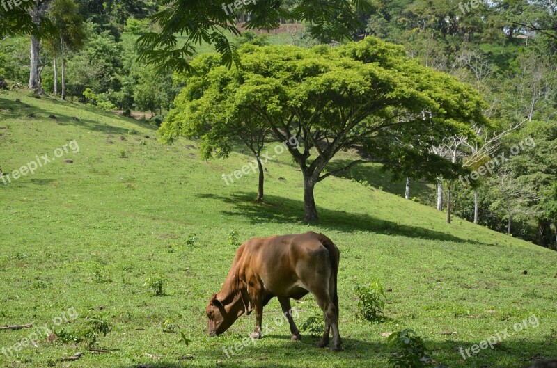 Livestock Climate Change Nutrition Landscape Animal Nature