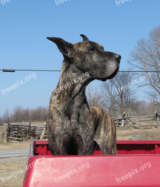 Domestic Dog Canis Familiaris Great Dane Tamworth Ontario