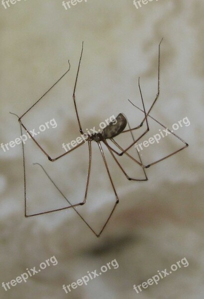 Cellar Spider Skull Spider Pholcus Phalangioides Moneymore Ontario