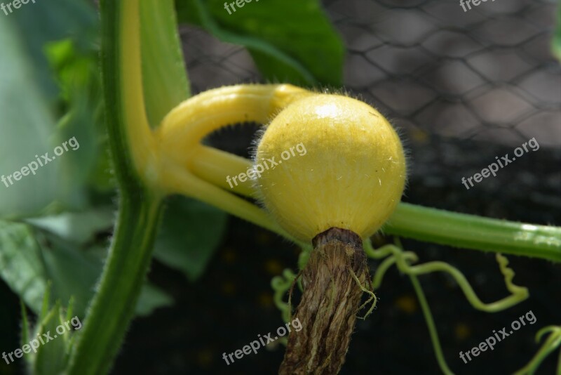 Gourd Young Fruit Macro Plant Free Photos