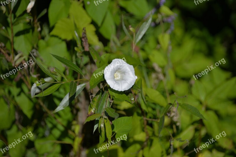 Bindweed White Flowers Summer Real Fence Winds Free Photos