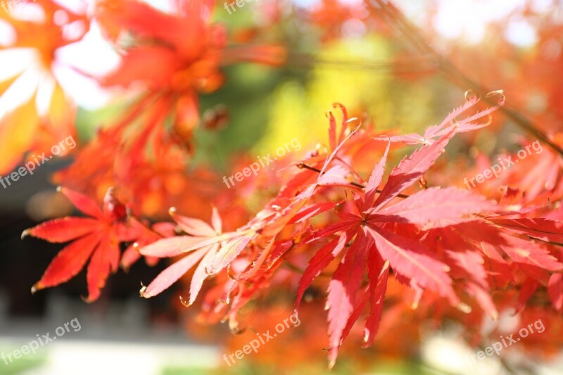 Maple Autumn Red The Leaves Background