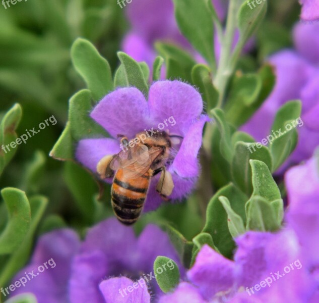 Bee Honey Bee Pollen Pollinate Pollination