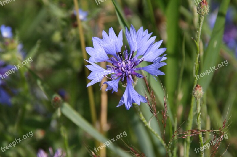 Cornflower Bee Blossom Bloom Nectar