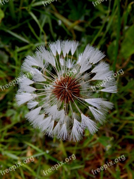 Ice Dandelion Frozen Ice Flowers Morgentau