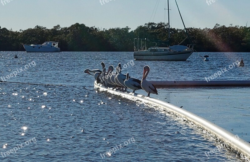 Pelicans Water Sitting Wildlife Birds