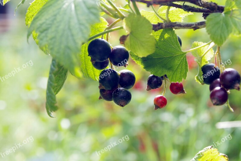 Black Currant Currant Natural Healthy Food