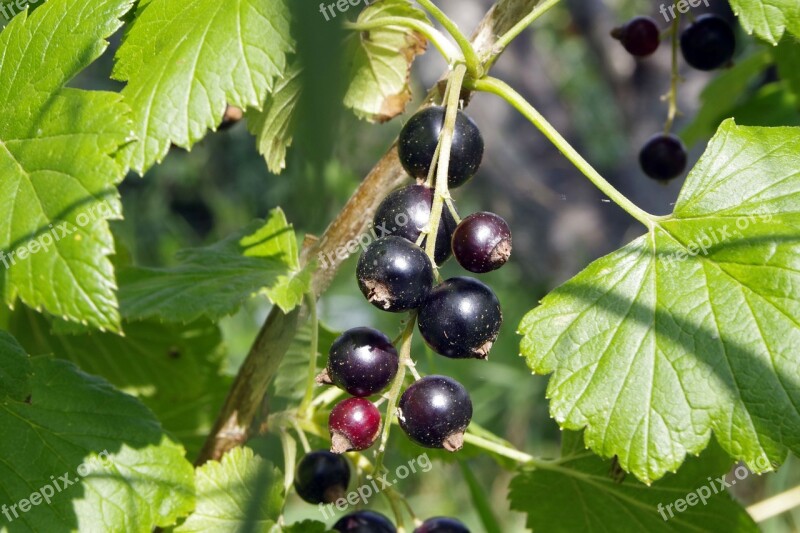 Black Currant Currant Natural Healthy Food