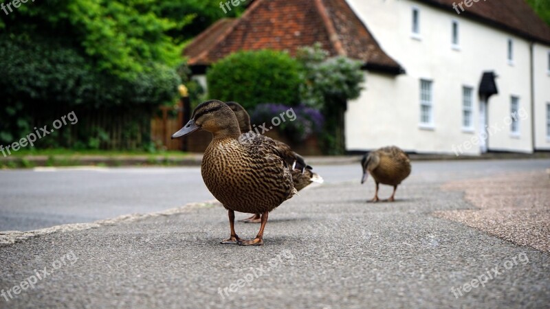 Duck Road Duckling Bird Street