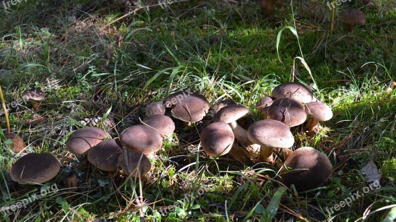 Mushrooms Nature Fungus Autumn Forest