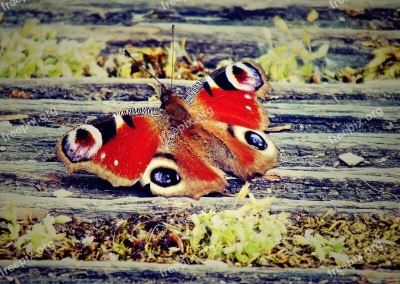 Butterfly Color Nature Bug Eye