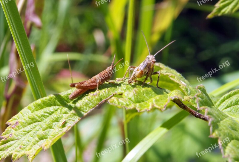 Grasshopper Cricket Koník Insect Green