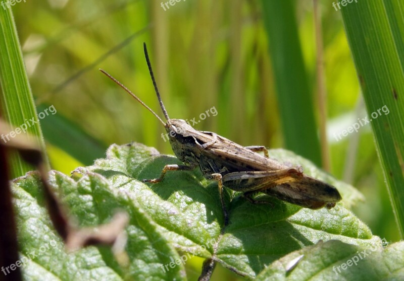 Grasshopper Cricket Koník Insect Green