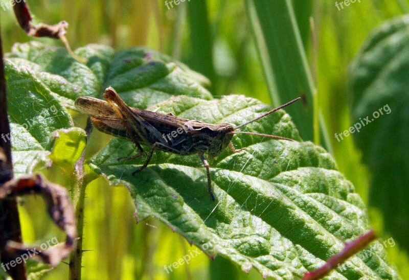 Grasshopper Cricket Koník Insect Green