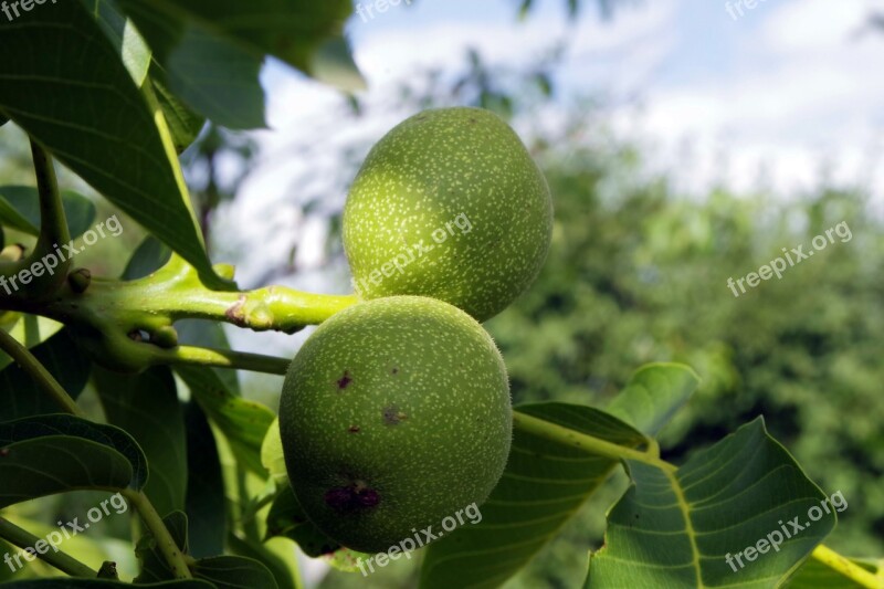 Walnut Nuts Immature Ripening Green