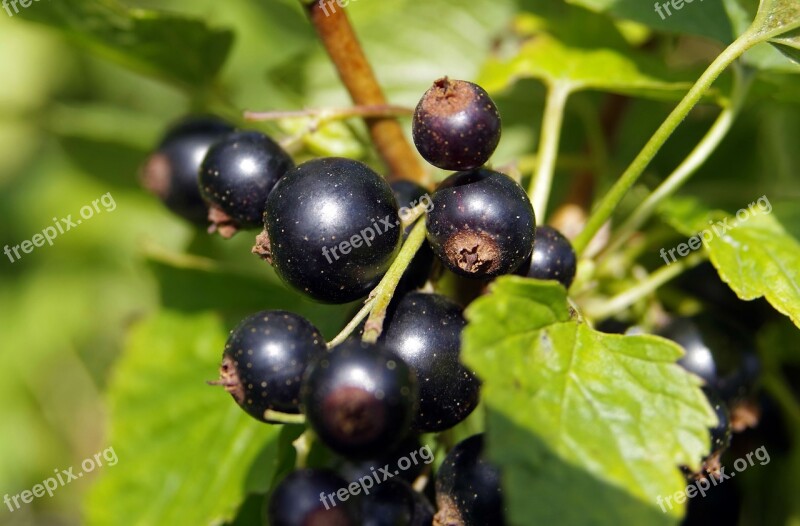 Black Currant Black Currant Fruit Vitamins