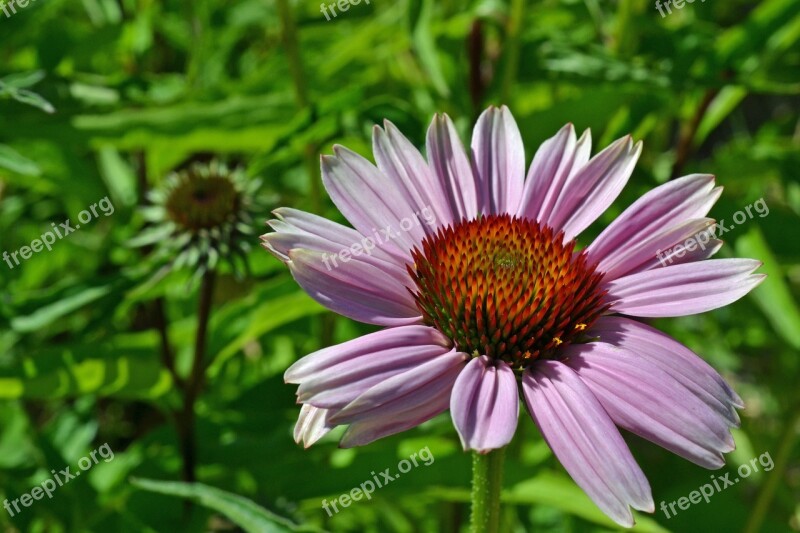 Echinacea Coneflower Pallida Purple Flower Pink Flower