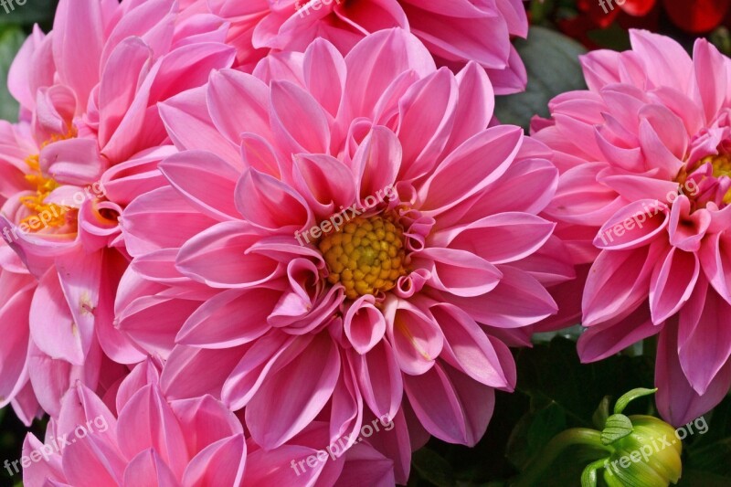 Dahlia Pink Flower Georgine Composites Free Photos