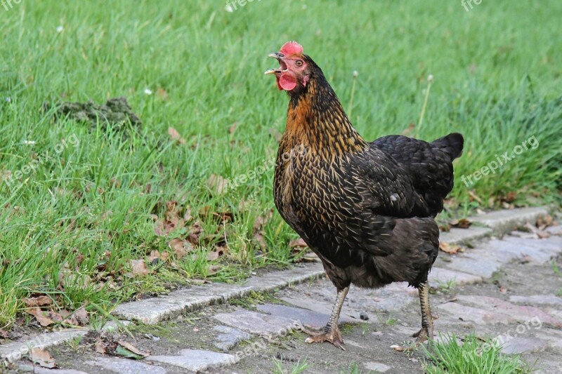 Hen Domestic Chicken Gallus Gallus Domesticus Poultry Animal