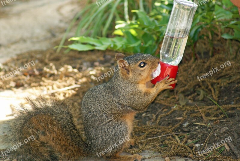 Baby Squirrel Hummingbird Feeder Thirsty Drinking Water