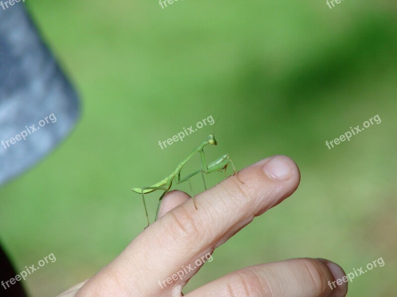 Mantis Insect Green Finger Hand