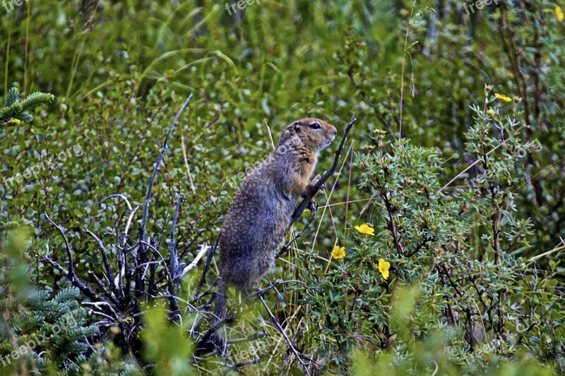 Ground Squirrel Alaska Wildlife Free Photos