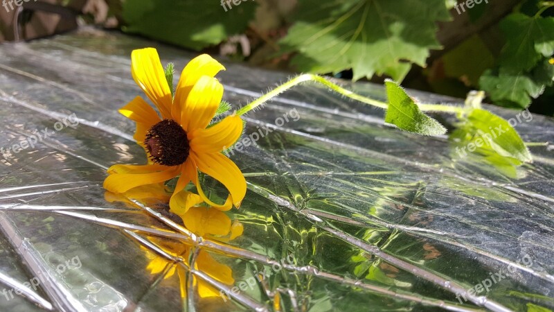 Flower Reflection Yellow Blackeyed Susan Sunflower Family