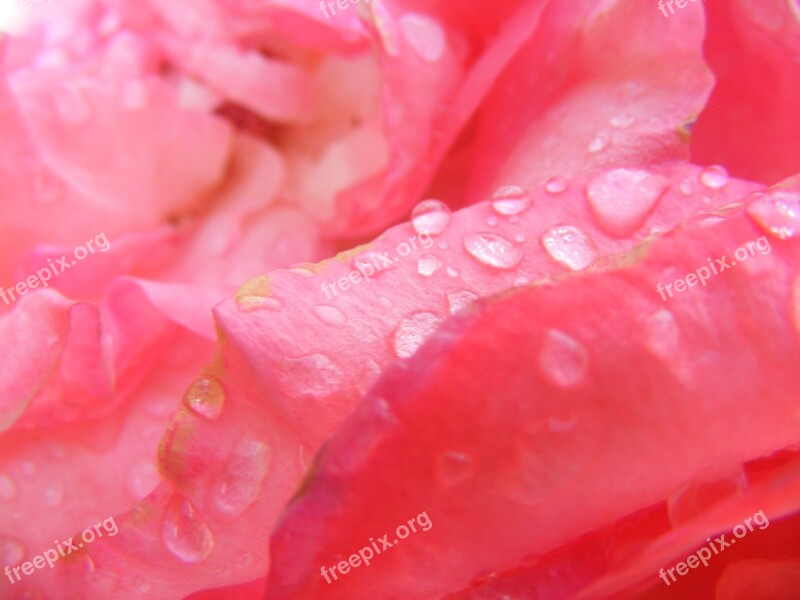 Rose Pink Flower Petals Pink Roses