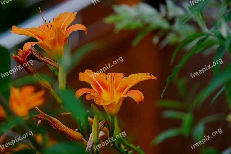 Flower Flowers Orange Summer Garden