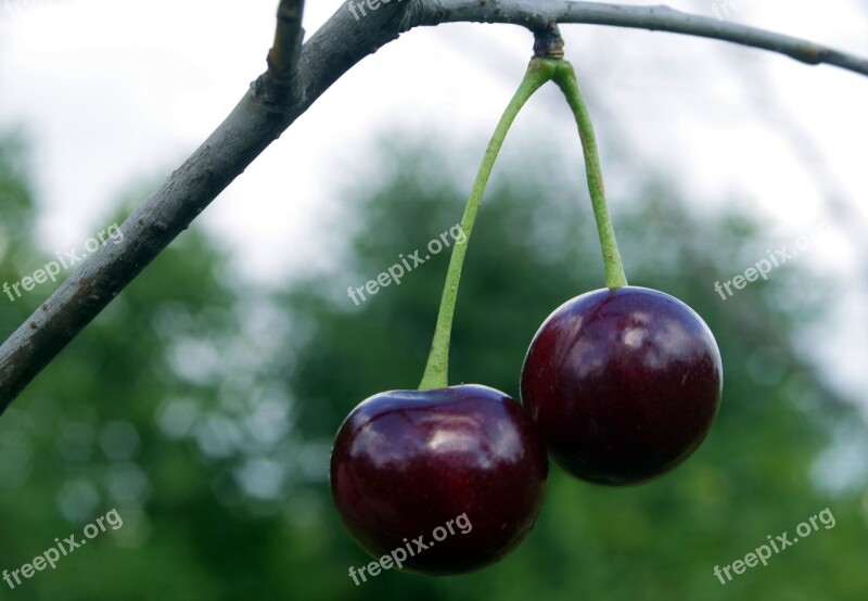 Cherries Cherry Fruit Health Nature