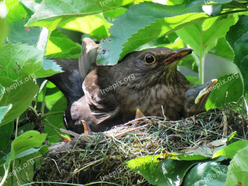 Blackbird Nest Blackbird Nest Bird's Nest Bird Young