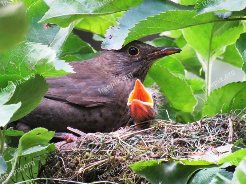 Blackbird Nest Young Bird's Nest Bird Young