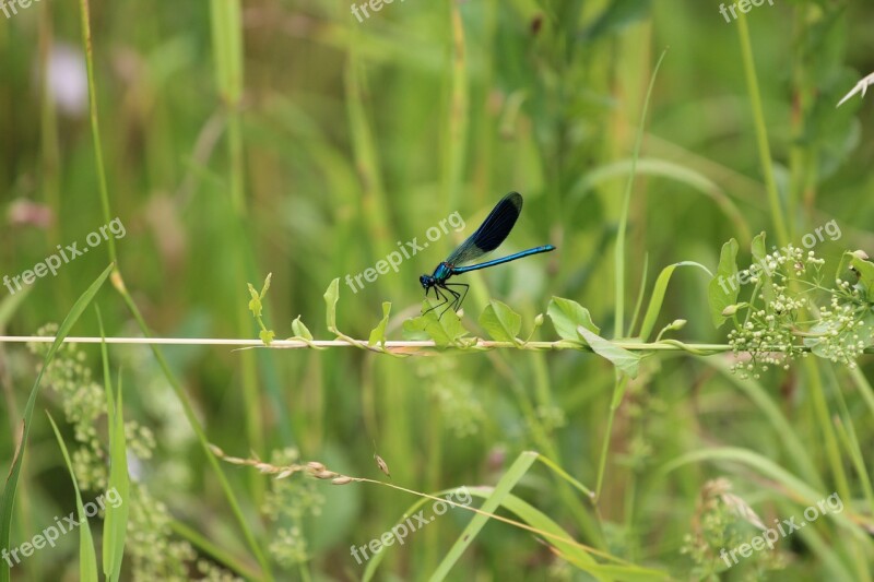 Dragonfly Insect Wing Nature Flight Insect