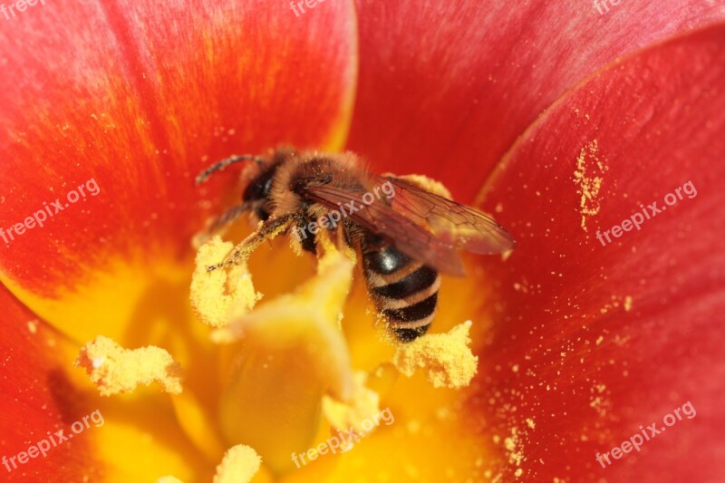 Flowers Nectar Bee Blossom Bloom