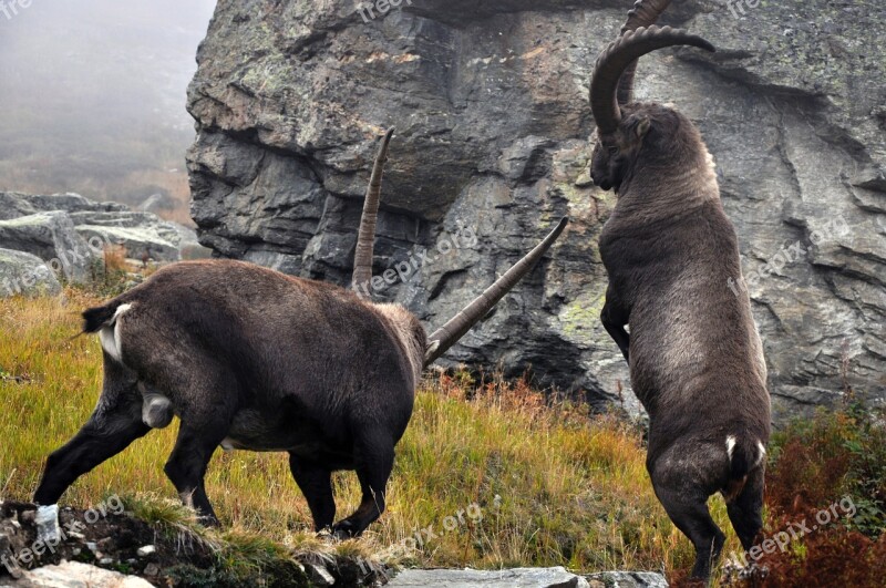 Ibex Capra Ibex Males Free Photos