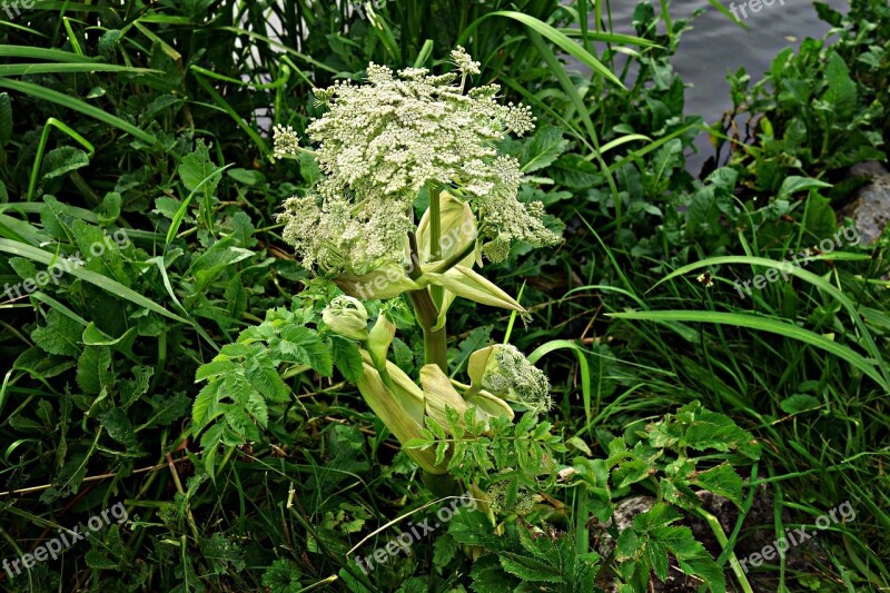 Hogweed Giant Hogweed Plant Flower Wild Flower