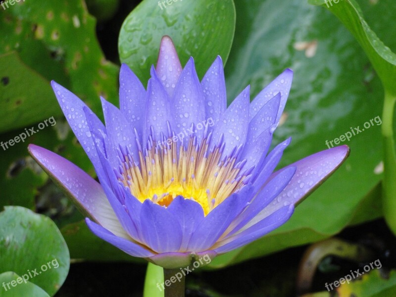 Water Lily Purple Ponds Free Photos