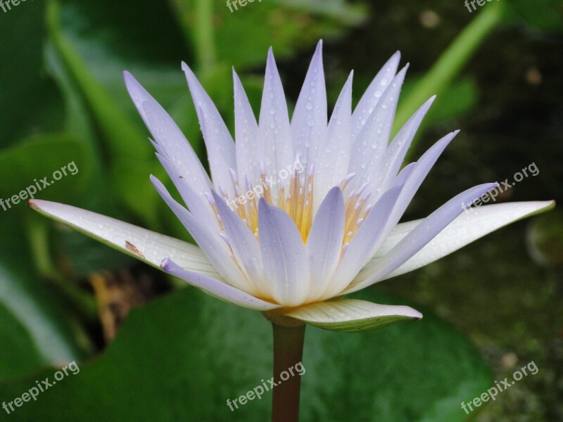 Aquatic Plant White Water Lily Caribbean Free Photos