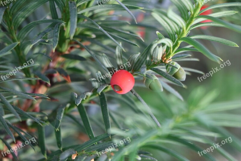 Yew Fruit Plant Toxic Berries