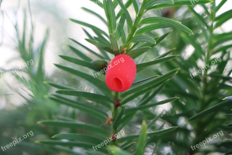 Yew Fruit Plant Toxic Berries